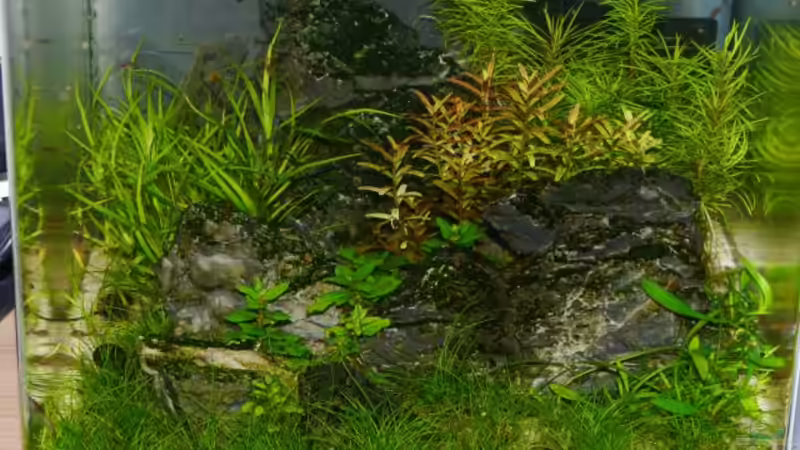 Ein erster Eindruck von Zebraschneggla (2)