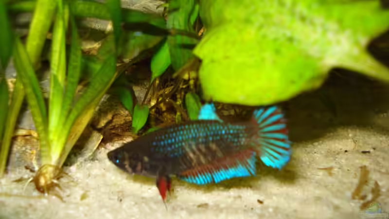 ein erstes Bild vom Weibchen von Laura (27)