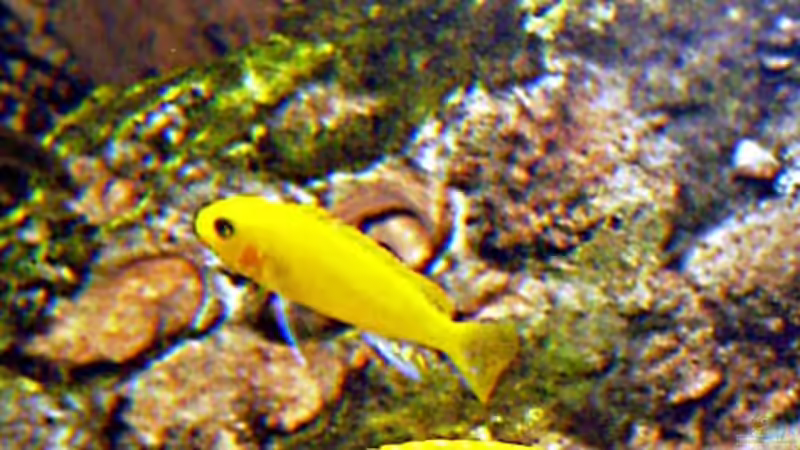 Ein Estherae Nachkomme von Thomas Müller (12)