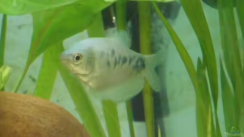 Ein Fafi von Benni King (10)