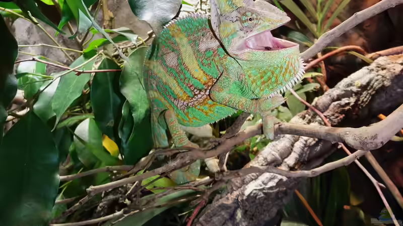 Ein fauchender Wütling von Cichliden-Kabuff (35)