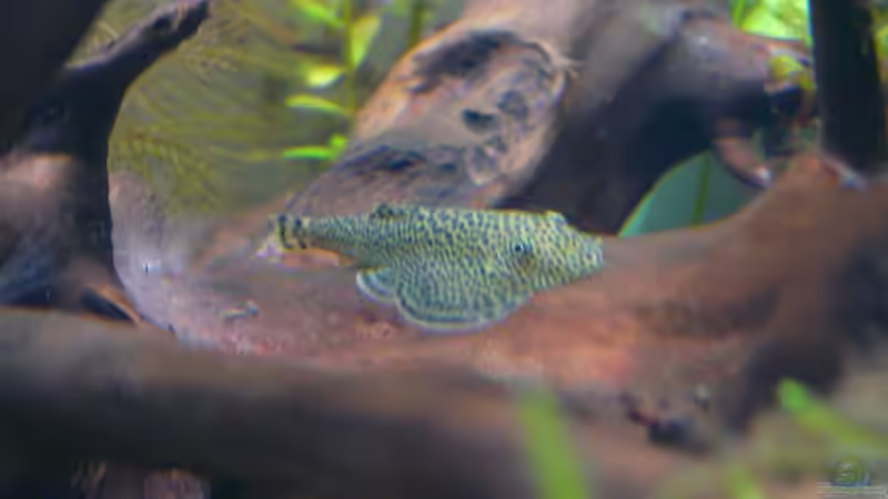 Gastromyzon Arten im Aquarium halten (Einrichtungsbeispiele für Flossensauger)