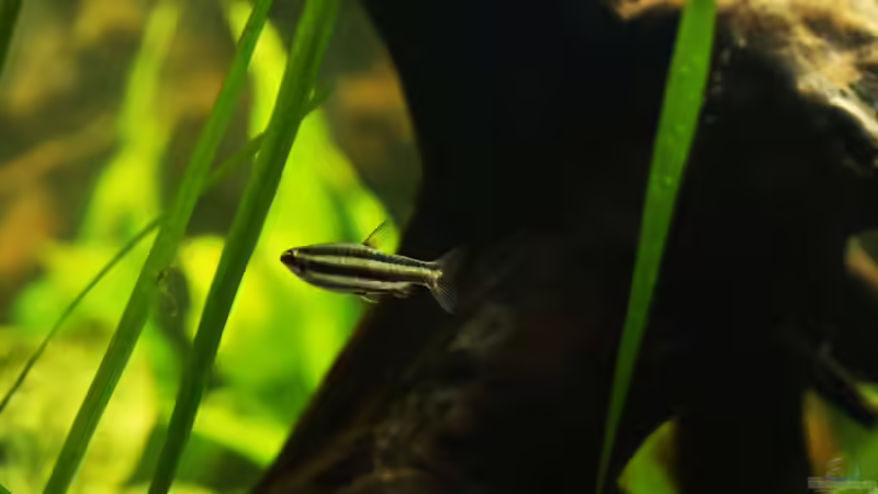 Ein Fremdling - da haben sie mir zwischen 11 marginatus einen trifasciatus verkauft... von Rein (8)