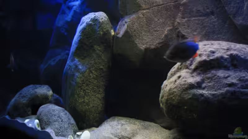 Ein ganz anderer Blick ins Malawi-Becken mit neu angelegter Dekoration für die 2 von Florian Bandhauer (15)