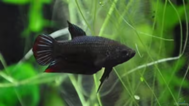 ein ganzer Kerl von Garfield (7)