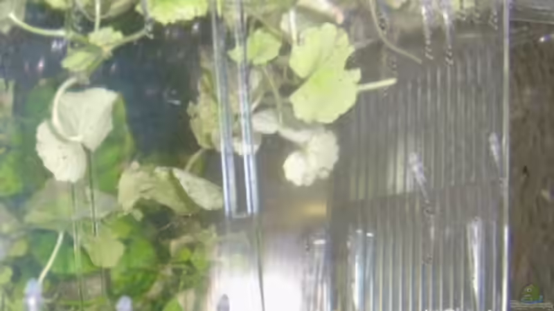 ein Geburts und Aufzuchtsbehälter von Enrico Bergmann (12)