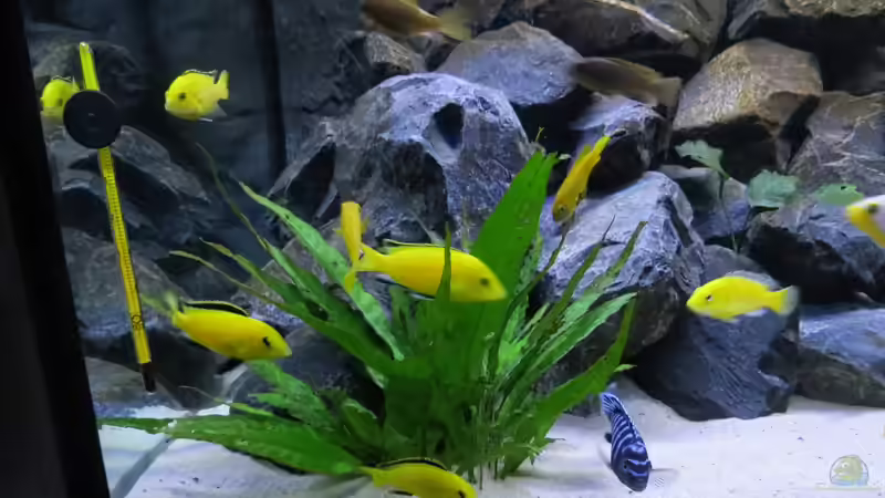 ein gelber Blumenstrauss... von BastiB (51)