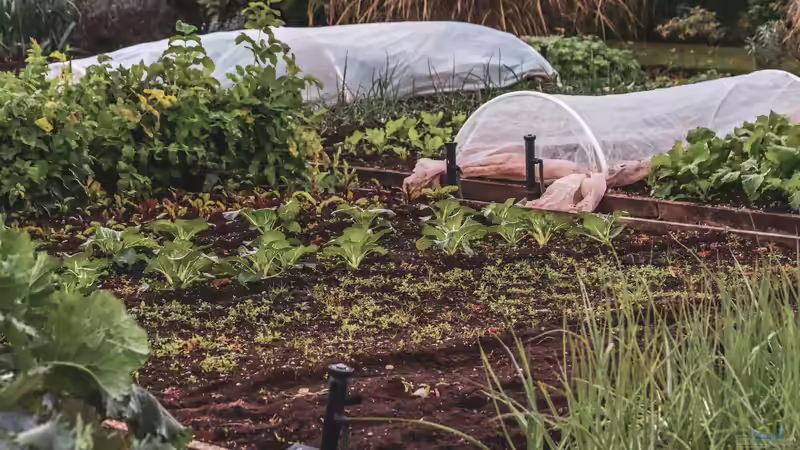 Ein Gemüsebeet anlegen - Schritt für Schritt zu einer erfolgreichen Ernte