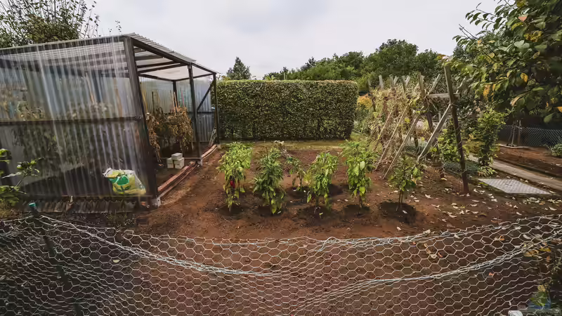 Ein Gemüsebeet anlegen - Schritt für Schritt zu einer erfolgreichen Ernte