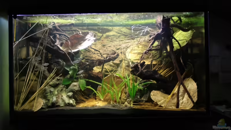 Ein Gesamtblick auf mein Westafrika Becken !!! von Florian Bandhauer (16)