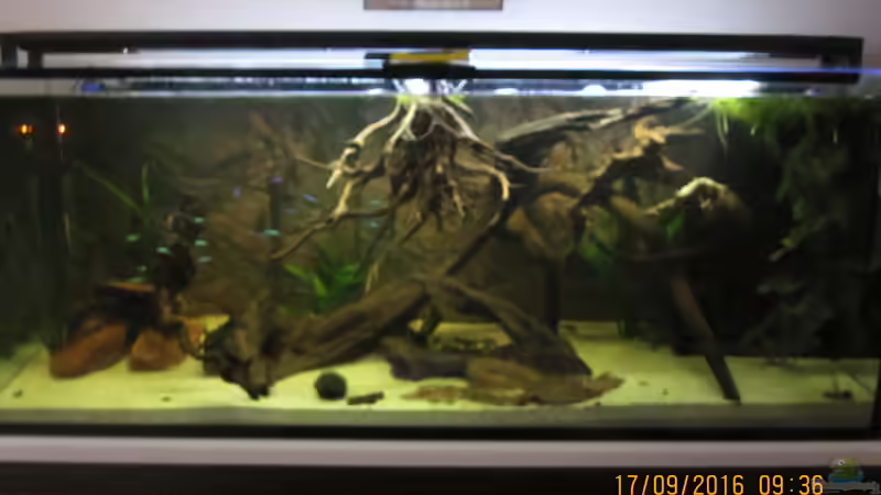 Ein Gesamteindruck,leider keine so schöne Kamera Aufnahme, links einer der zwei von Ottche (20)