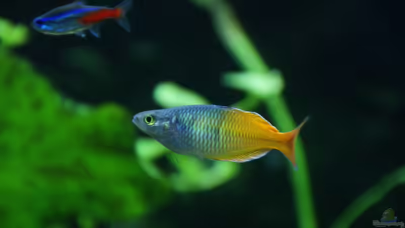 ein Goldschatz von Aniram (24)