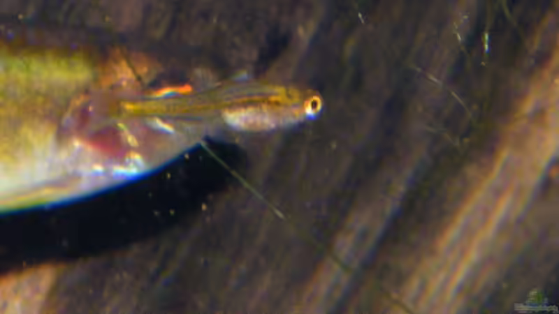 Ein Größenvergleich - 09.06.2011 von bergfrau (55)