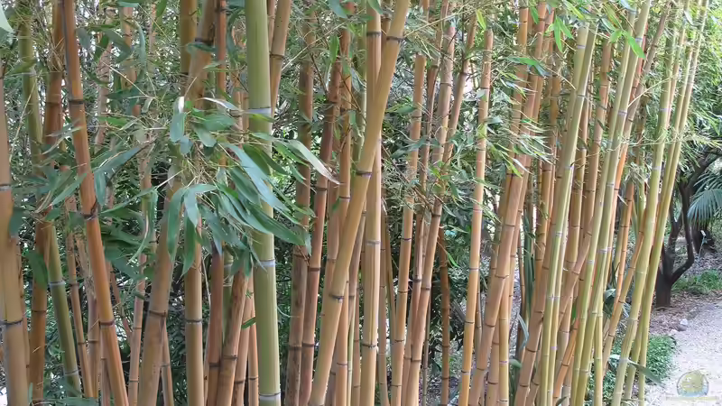 Ein grüner Vorhang: Mit welchen Pflanzen lässt sich ein dichter Sichtschutz im Garten gestalten?