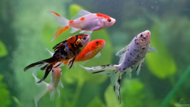 ein Gruppenbild von Nicole76 (13)