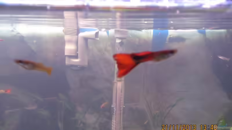 ein Guppy-Männchen von janine wolf (8)