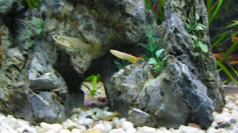 Ein Guppy Weibchen + Ein Männchen von Rocky (12)