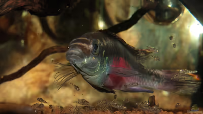 Ein guter Papa von Koehler (68)