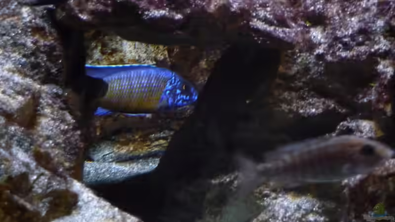 Ein gutes Versteck! 23.02.2014 von DER YBBSTALER (78)