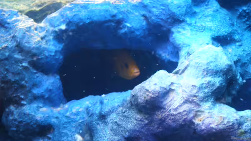 ein gutes versteck von JAMES-JONES (8)