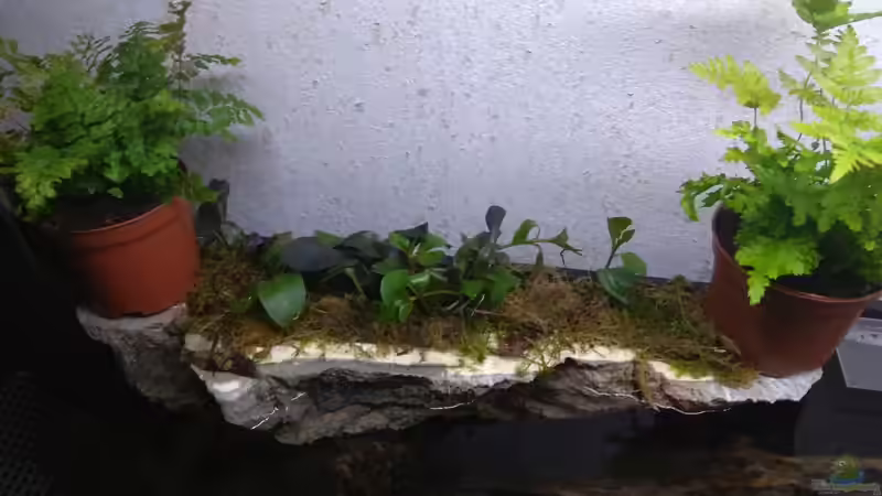 Ein hälftig gesegtes Modul wurde mit Soil gefüllt und als ´Blumentopf´ für den emersen Bereich genutzt von pacho (31)