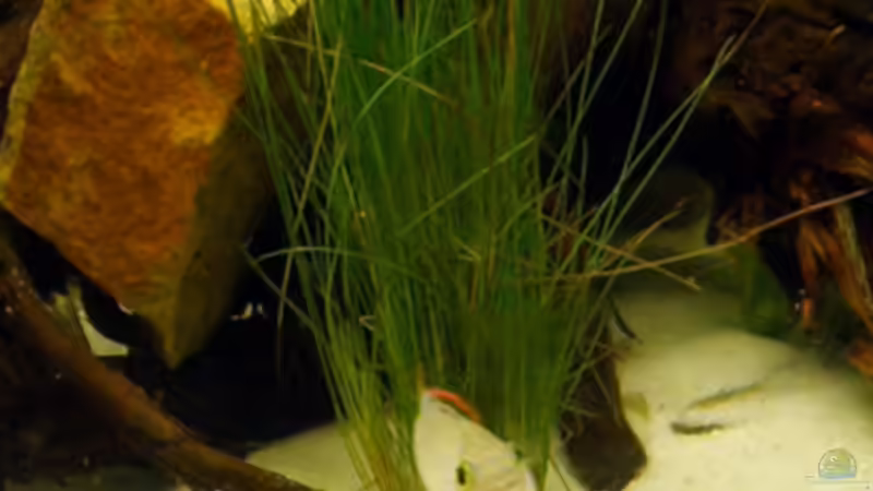 Ein Hamster ? -  Nein,der Pandurobock von Cichlid Power (12)