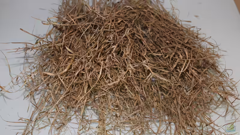 ein Haufen getrocknetes Sumpfgras von Falk (15)