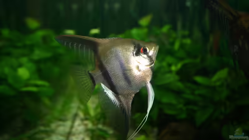 Ein Haustier bedeutet Verantwortung und gute Pflege