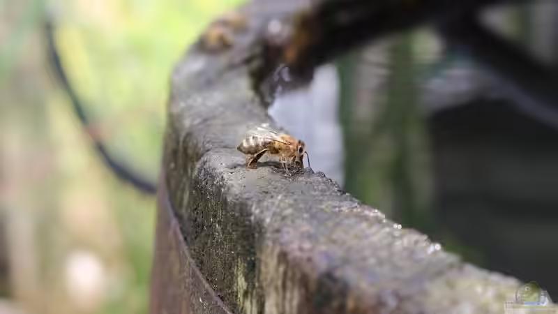 Ein Holzfass als Miniteich