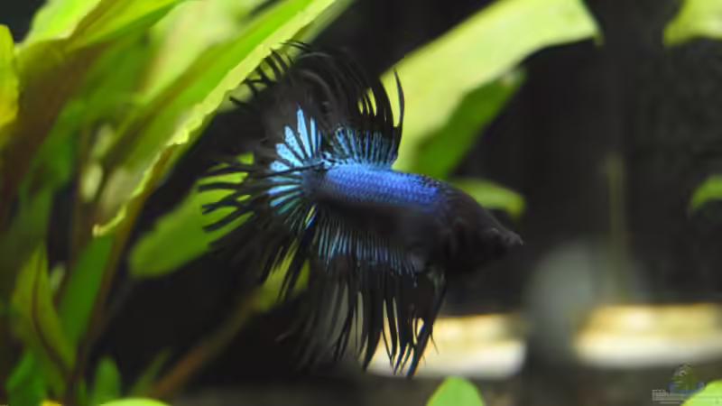 Ein hübscher Kerl von Markus96 (1)