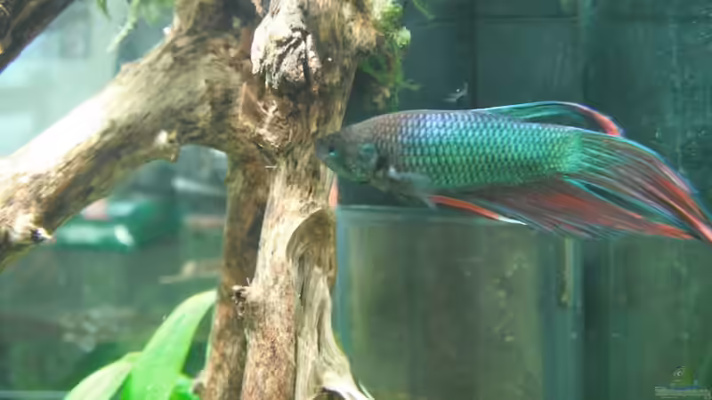 Ein hübscher Kerl von schwefelfell (12)