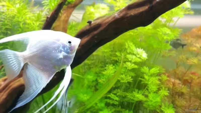 ein huebscher Skalar von Sebastian Hartmann (103)