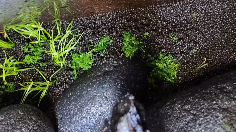 Ein InVitro Töpfchen (Tropica 1-2-Grow! ergibt immer ca 6 Teilstücke. (Teilstücke von PEM (7)