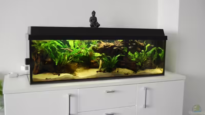 ein Jahr später folgte das größere 90 Liter-Becken... von Berlin42 (7)