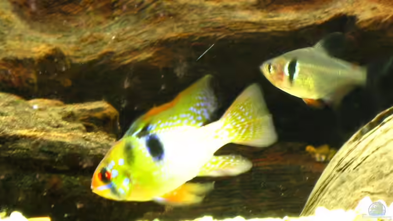 Ein Junge (9.1.2013) von NicoleZH (26)