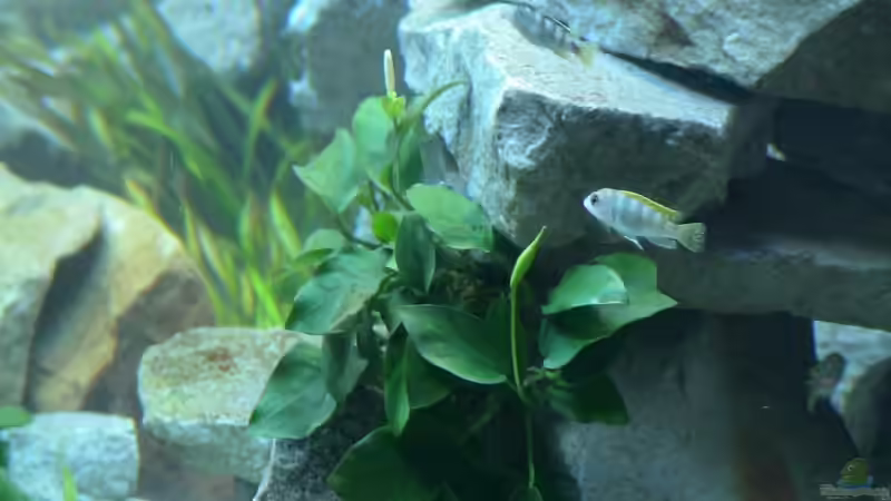 Ein junger Lab.Perlmutt von Tropicmarin (10)