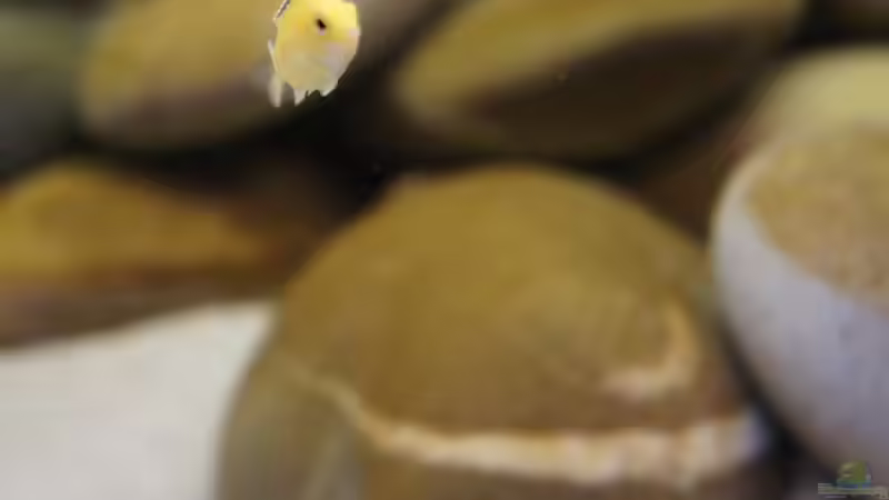 Ein Jungtier von meinen Yellows von Richy (29)