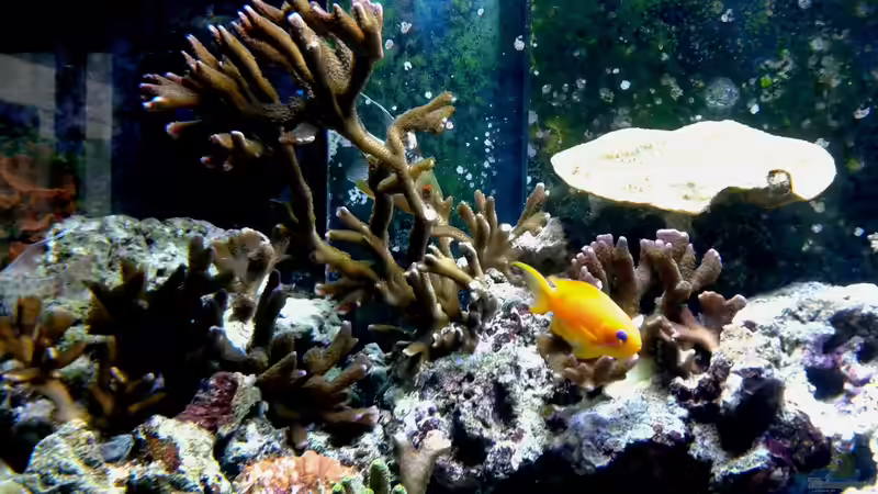 Aquarien mit Pseudanthias squamipinnis (Juwelen Fahnenbarsch)