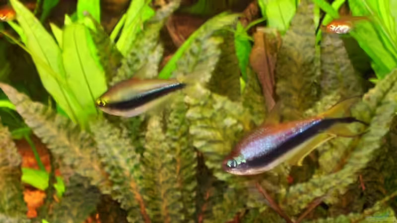 Ein Kaiser-Ehepaar  von Ralf Franke (18)