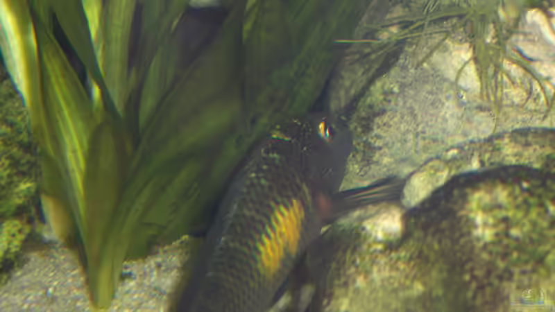 ein Kalambo beim abgrasen von Sven Ufer (13)