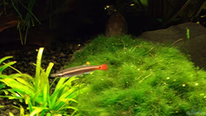 Ein Kardinalfisch und der älteste Fisch in meinem Aquarim: Mein 3-4 Jahre alter Metallpanzerwels.(ich weiß selbst nicht mehr seit wann ich ihn habe; P) von Fabian Held (13)