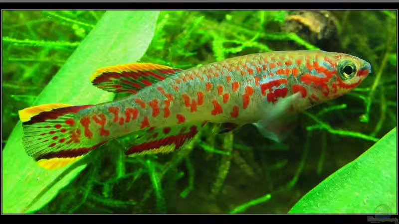 Ein Killi für Westafrika !!!