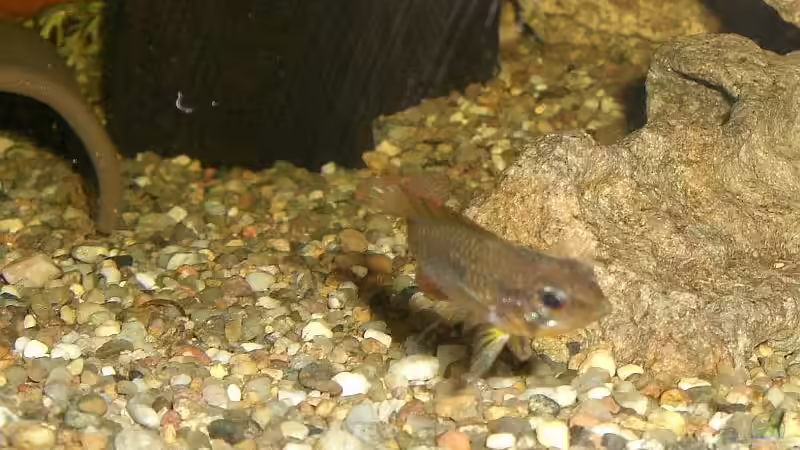 ein kleiner agassizii von Stephan Fehringer (26)