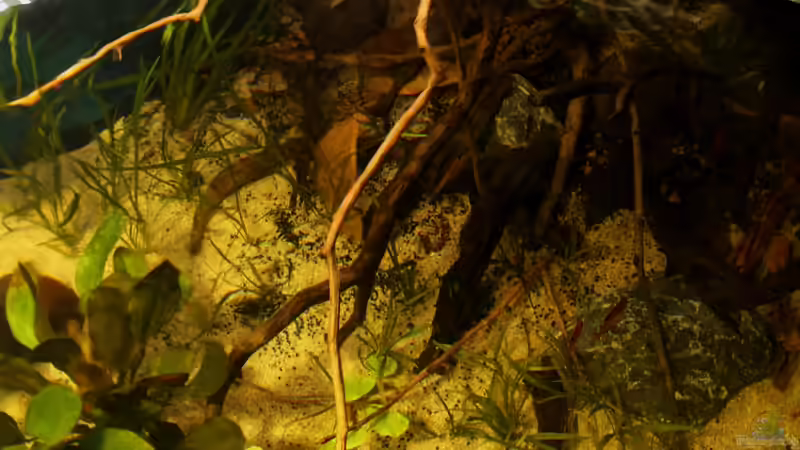 ein kleiner Blick von oben von die Perle... (10)