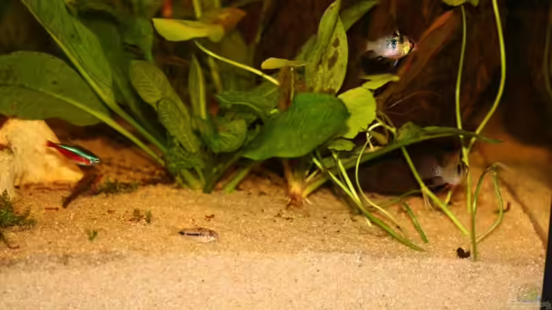 ein kleiner Einblick in das Becken von Tobias Dykstra (2)