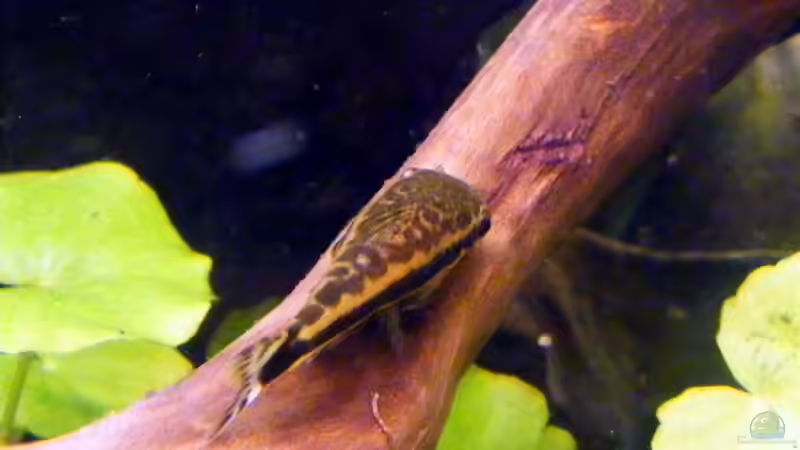 ein kleiner ´Fresser´ von Falk (35)