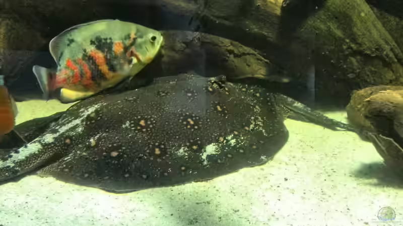 Ein kleiner Größenvergleich, der Oskar hat über 30 cm ! von aquazonica (23)