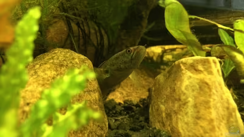 Ein kleiner Jäger am Lauern von Harald Kästner (36)