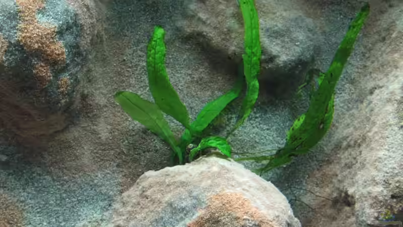 Ein kleiner Javafarn von Franek (16)