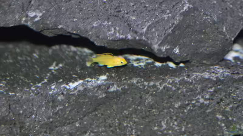 ein kleiner links 12.11.2013 von DominikZ (39)